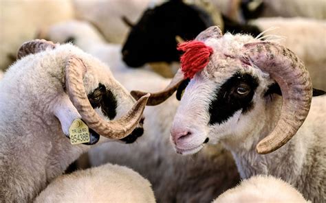 koyun ve keçi zekat miktarı